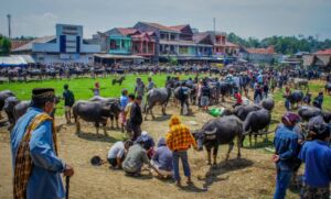 Funeral Crashing in Tana Toraja, Sulawesi - Indonesia