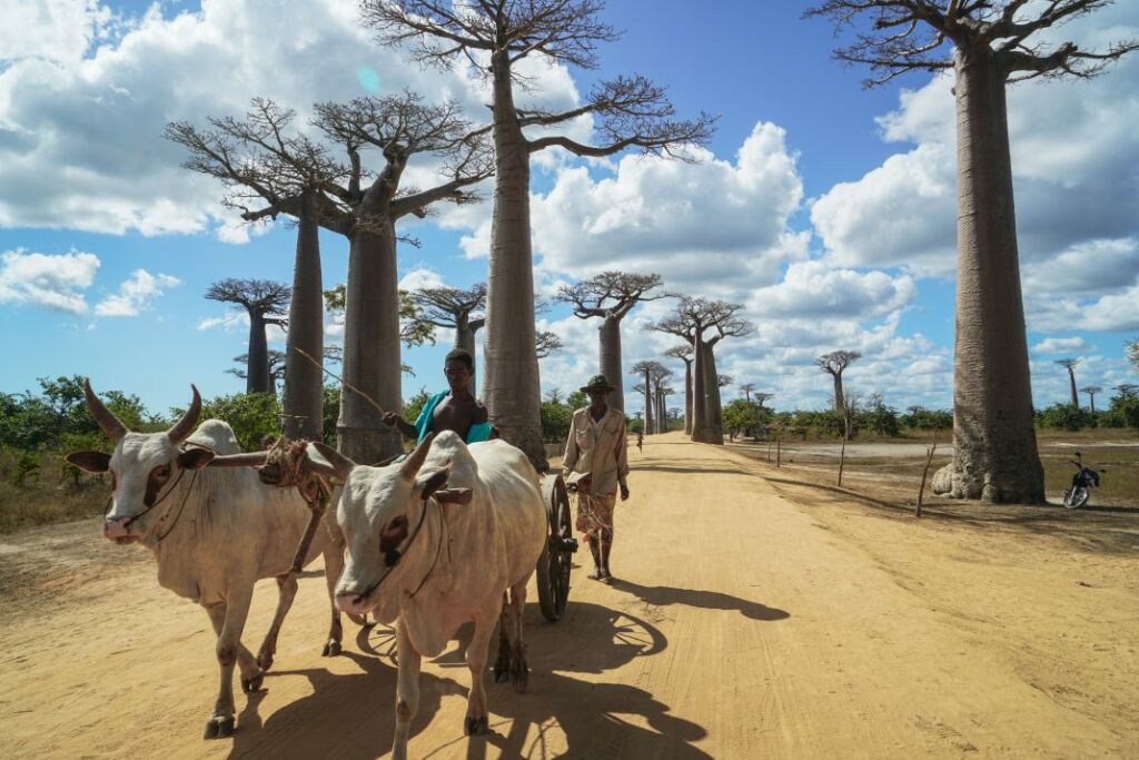 Travel Madagascar’s Wild West