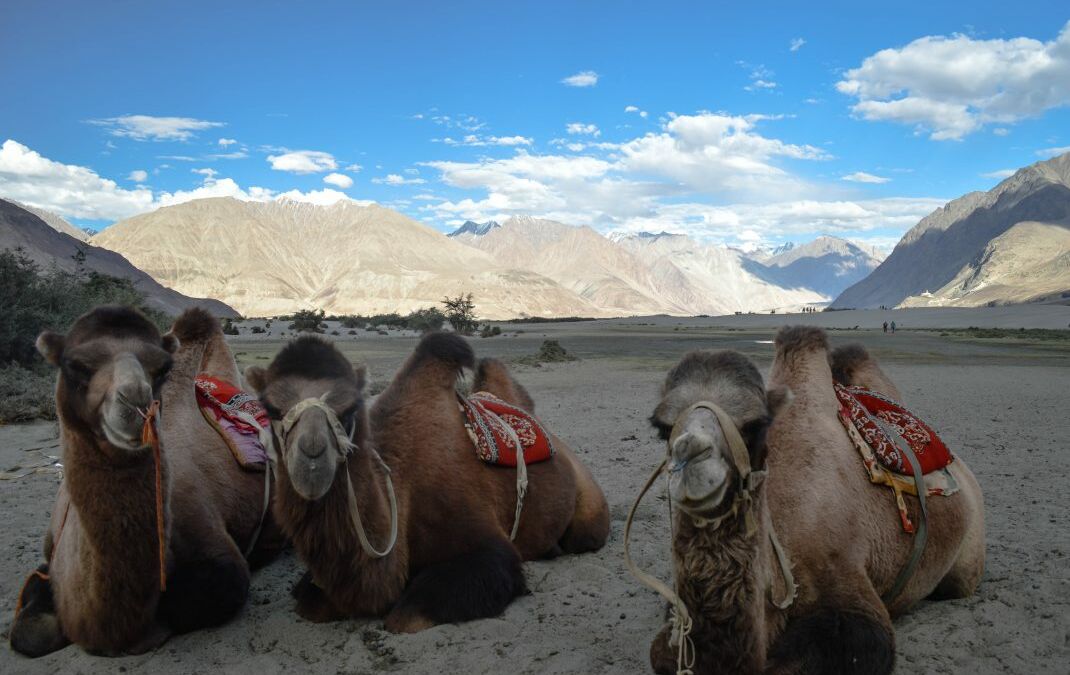 Leh Ladakh Bike Trip Blog and the World’s Highest Pass – Nubra Valley, India
