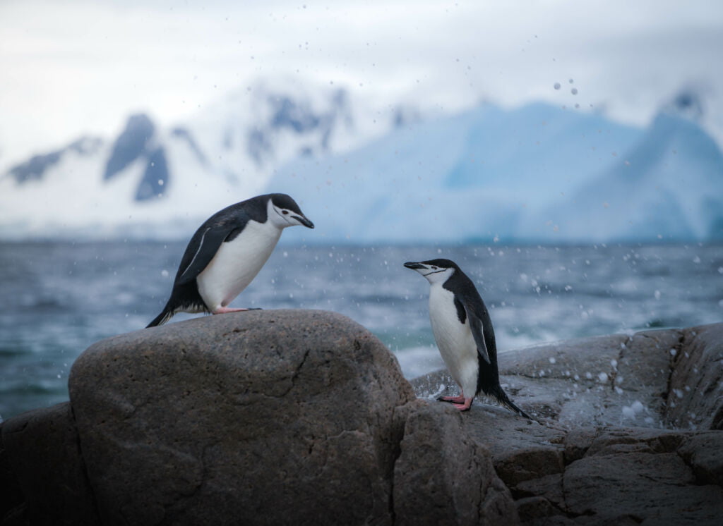 11 Reasons to Visit Antarctica Now