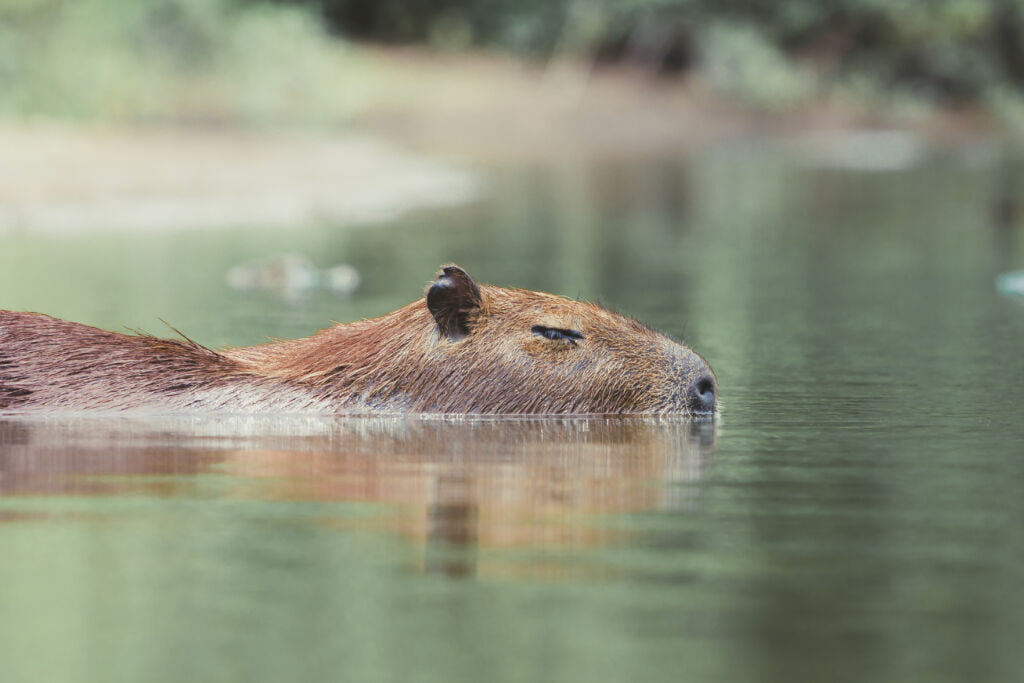 Searching for the Pantanal Jaguar – Brazil Pantanal